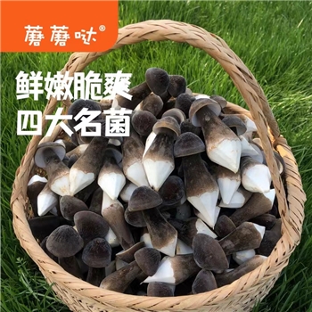 蘑蘑哒新鲜黑鸡枞菌 珍稀菌菇 顺丰冷链