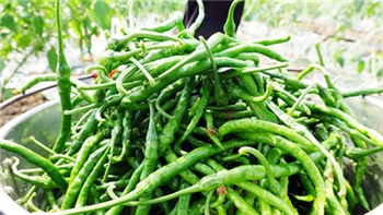 竹根辣椒（一箱2斤）