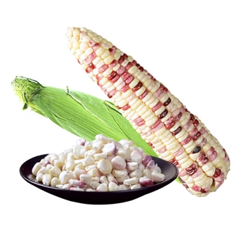 糯玉米  1KG