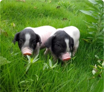 【湘潭特产】砂子岭猪 腿肉  1KG