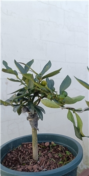 金豆小盆栽\1株